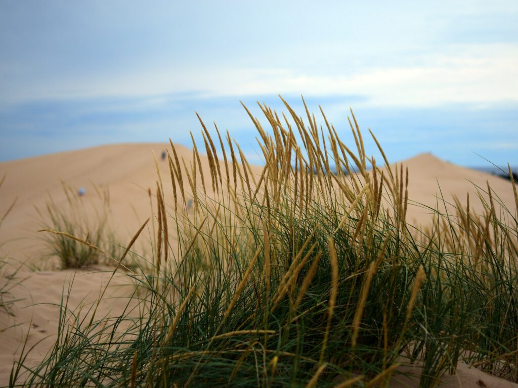 Dune Grass